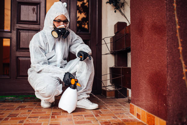 Attic and Crawl Space Rodent Treatment in Lake Elsinore